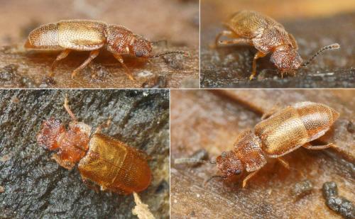 Réf. 201 318 : Metopsia clypeata